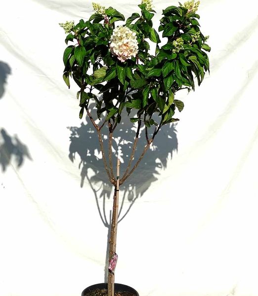 Hydrangea paniculata 'Pinky Winky' na kmienku